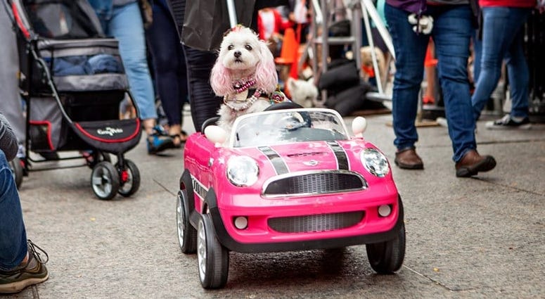 (Photo: Best Friends Animal Society)