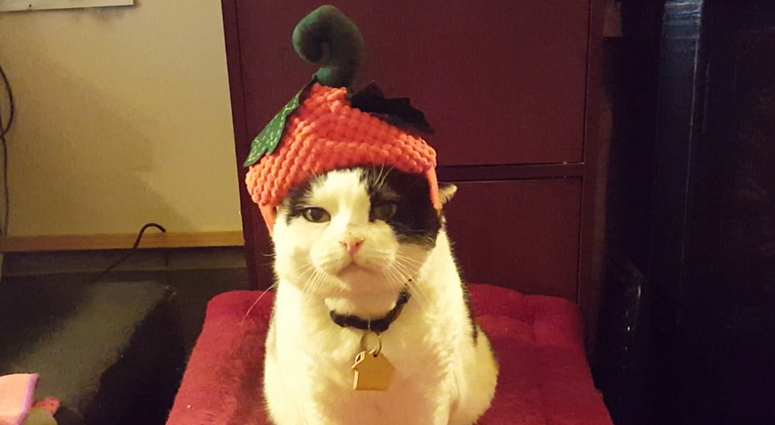 Cheeks the cat, who is not amused by his pumpkin hat! (Photo: Susan Richard)