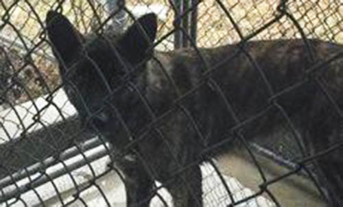 German Shepherd taken from Quarantine in CT