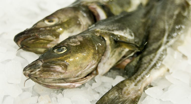 Cod fish file Cod fish file