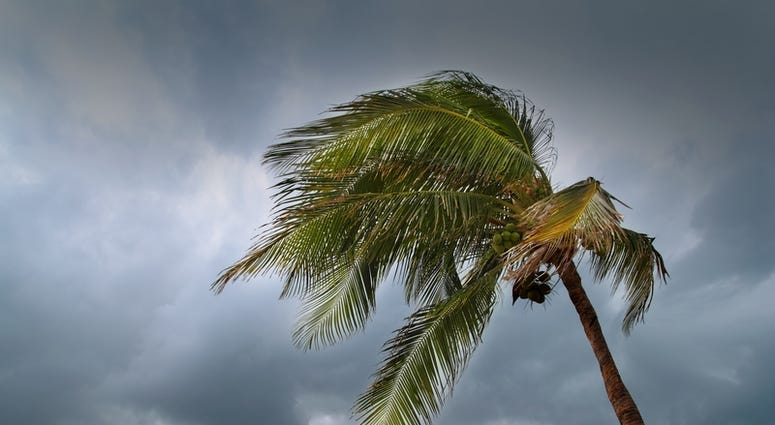 Palm tree in a hurricane Hurricane