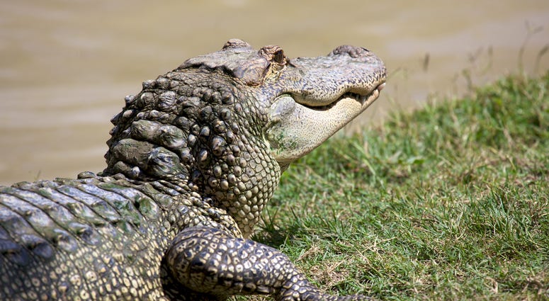 Alligator file image. Alligator file image.