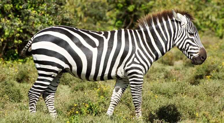 Zebra file image Zebra file image