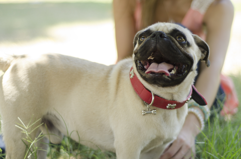 Cute pug dog and its female owner hanging out at a park Cute pug dog and its female owner hanging out at a park