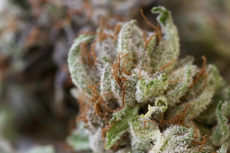 Macro shot of a dired marijuana bud with crystalline structures Macro shot of a dired marijuana bud with crystalline structures