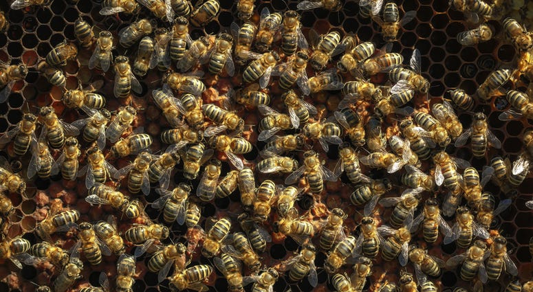 Bees file image Bees file image