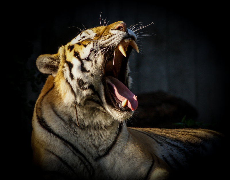 Tiger with his mouth wide open. Tiger with his mouth wide open.