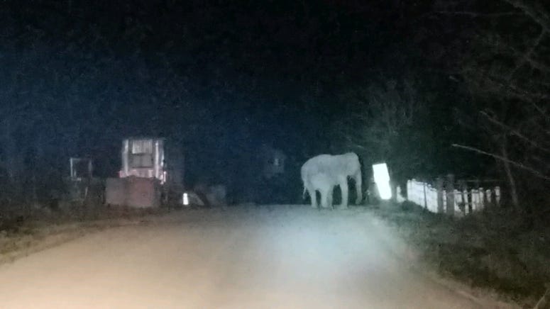 An elephant that escaped from an animal sanctuary in upstate New York. An elephant that escaped from an animal sanctuary in upstate New York.