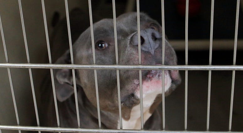 Pit Bull