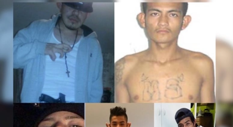 MS 13 arrest