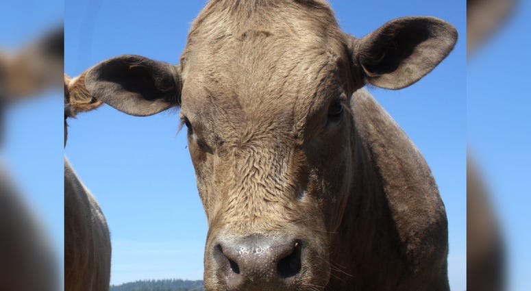 Beefalo
