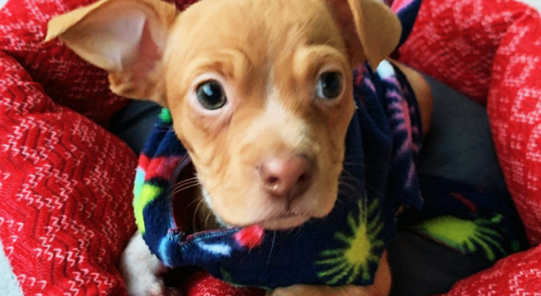 Puppy thrown from car
