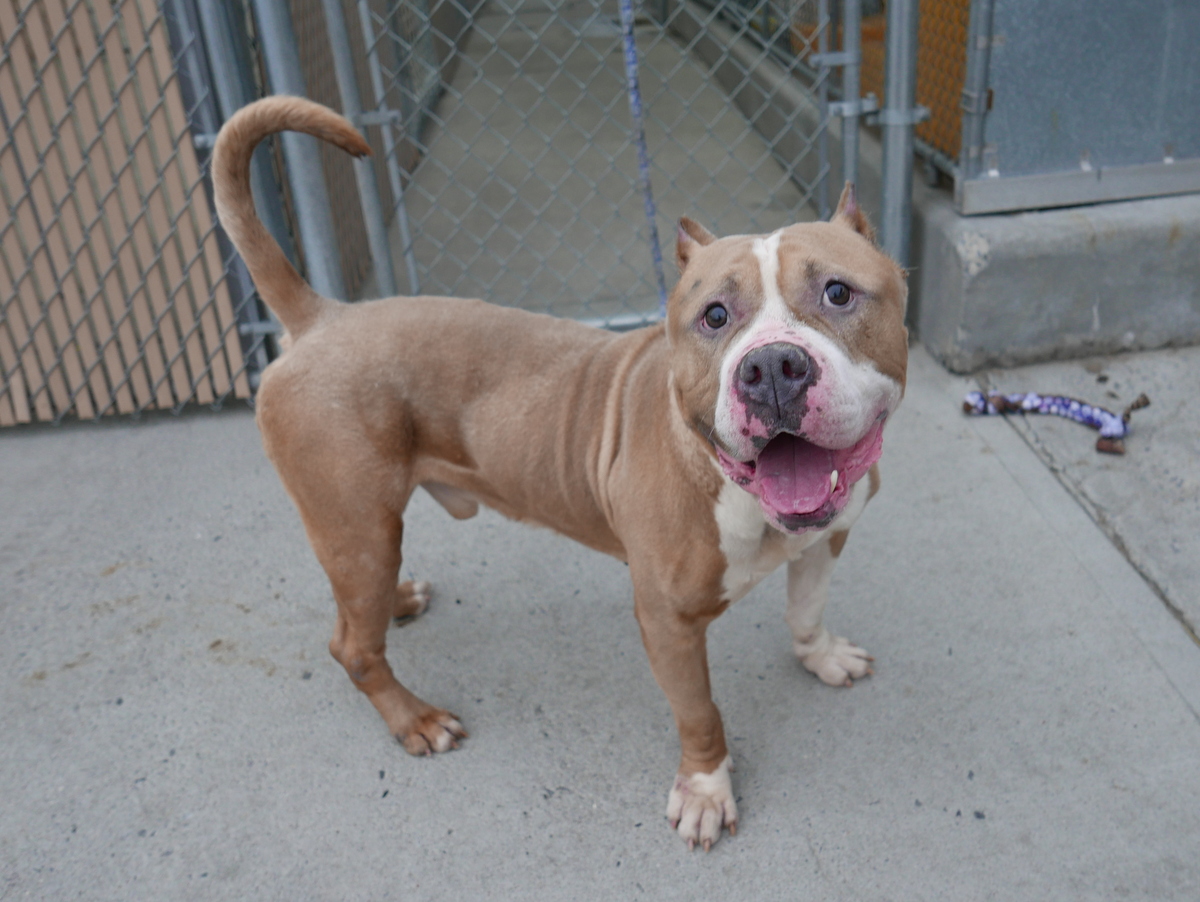 Ronnie (25203), available for adoption at Brooklyn ACC: 2336 Linden Boulevard.
