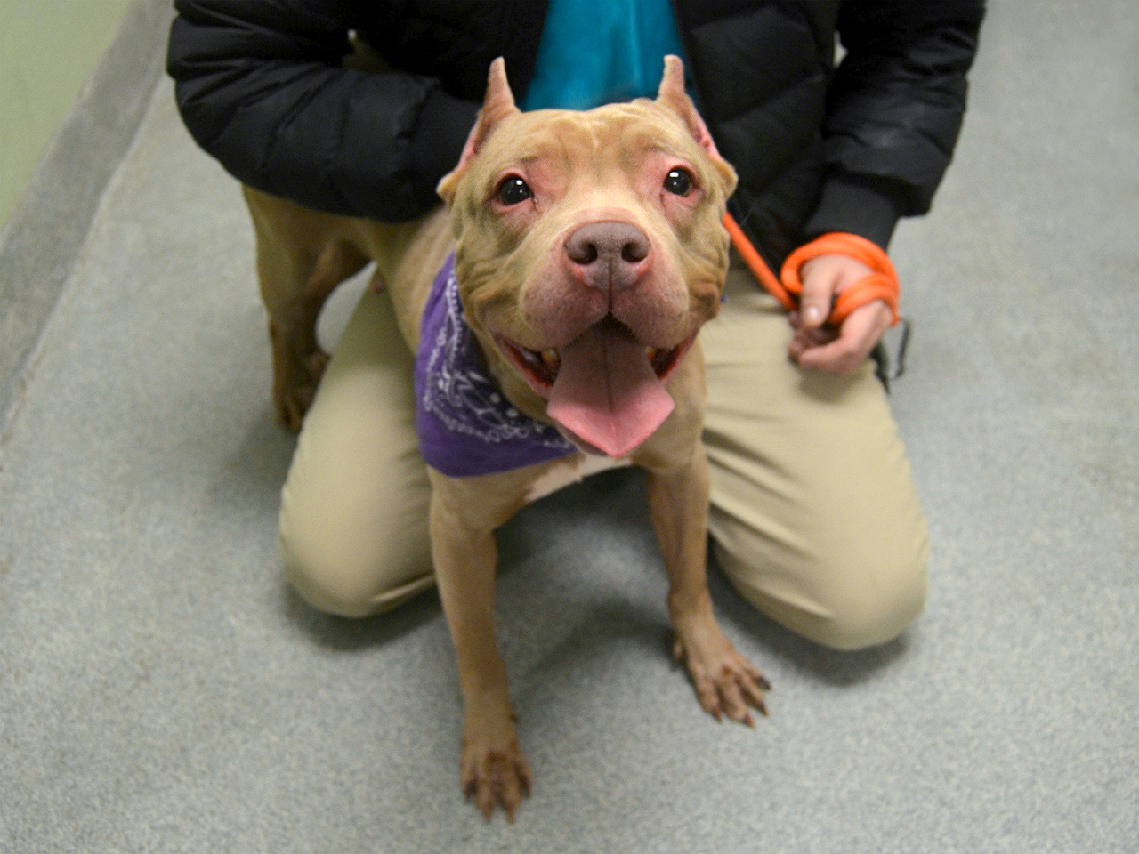 Faith (22842) available for adoption at Manhattan ACC (Photo: ACC)