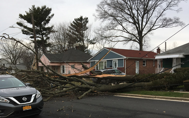 A deadly nor'easter took down trees around the area including this one in Hempstead. A deadly nor'easter took down trees around the area including this one in Hempstead.
