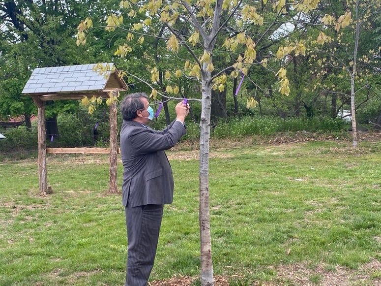 Westchester County Executive George Latimer ties a ribbon to a tree in Lenoir Preserve. RIbbons of Remembrance