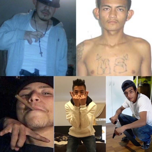 MS 13 arrest