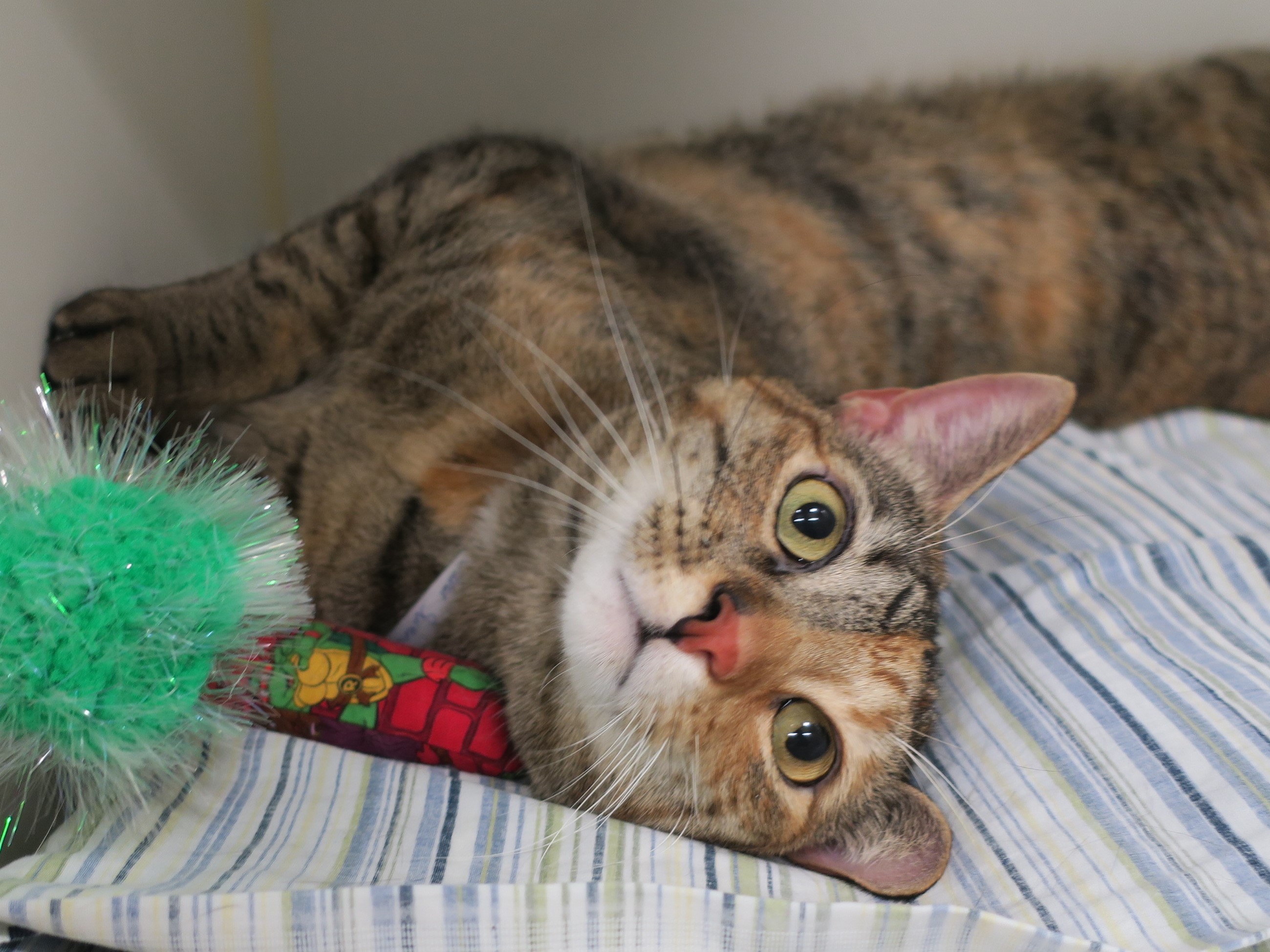 Cheetah (21819) available for adoption at ACC's Manhattan shelter. (Photo: ACC)