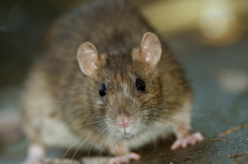 A rat in a city park. A rat in a city park.