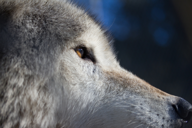 A coyote sits keeping a watchful eye of what is happening around him. A coyote sits keeping a watchful eye of what is happening around him.