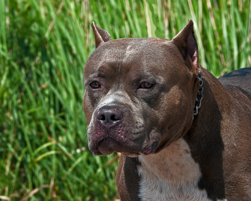 Pit Bull/file