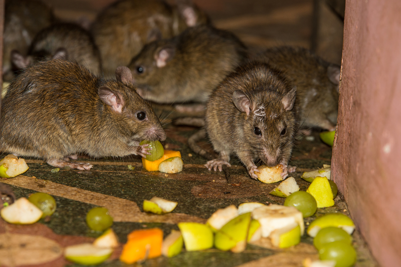 Rats eating garbage Rats eating garbage