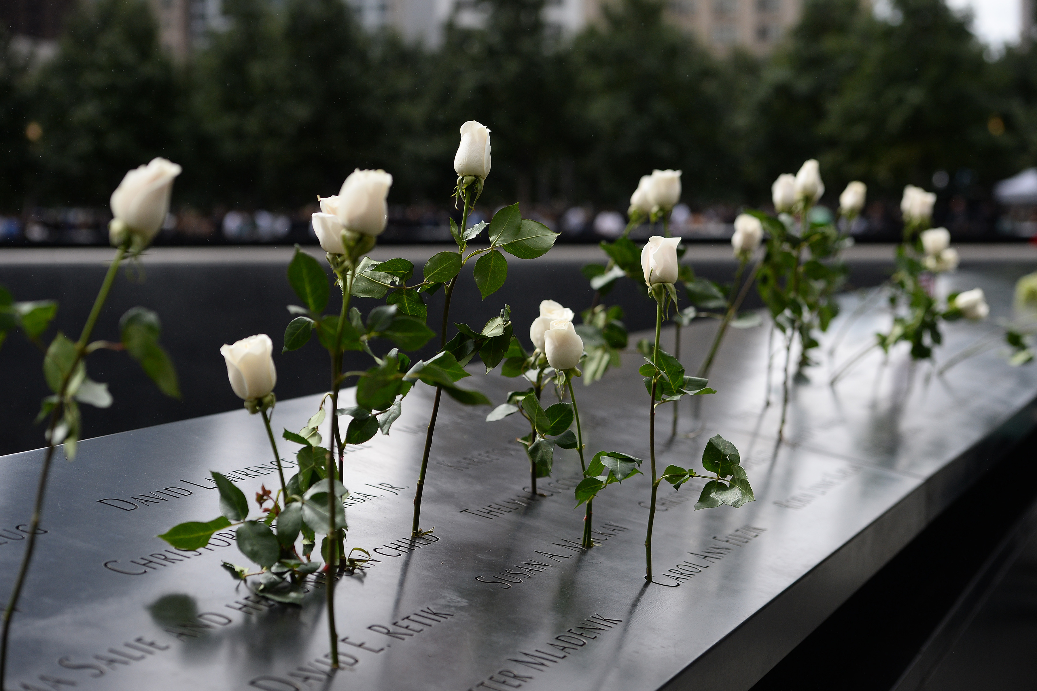 White rose along the North reflecting pool during the September 11 Commemoration Ceremony on September 11, 2015, in New York, NY. Today marks the 14th Anniversary of the terrorist attacks on the World Trade Center. White rose along the North reflecting pool during the September 11 Commemoration Ceremony on September 11, 2015, in New York, NY. Today marks the 14th Anniversary of the terrorist attacks on the World Trade Center.