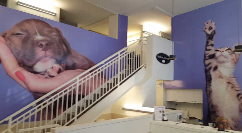 Animal Haven Shelter
