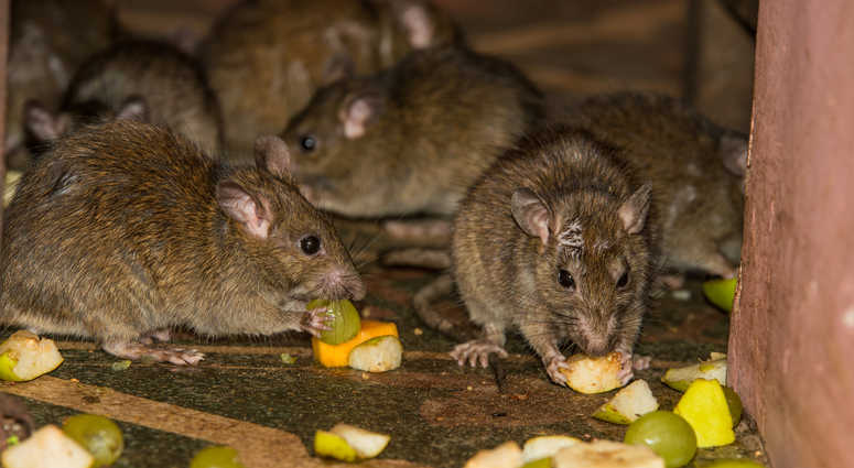 Rats eating garbage Rats eating garbage