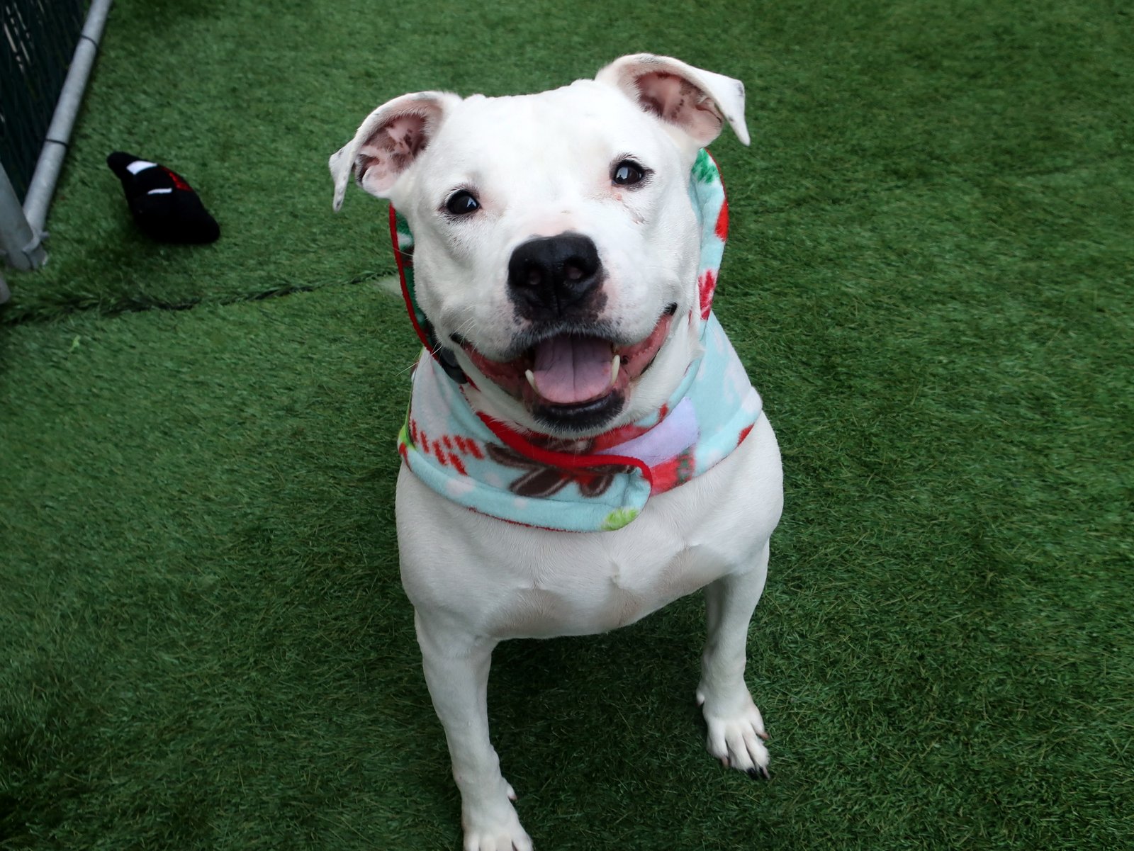 Sahara (14999) available for adoption at ACC's Manhattan Shelter (Photo: ACC)