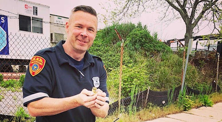 Suffolk County police Officer Jack Ward is holding a duckling that was rescued from a storm drain. Bay Shore Duckling Rescue