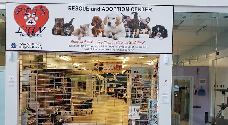 (Photo; Pets4Luv Foundation)