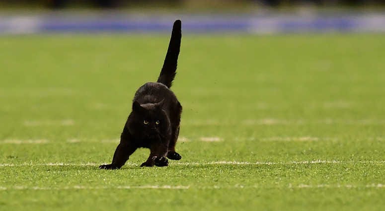 EAST RUTHERFORD, NEW JERSEY - NOVEMBER 04: A black cat runs on the field during the second quarter of the New York Giants and Dallas Cowboys game at MetLife Stadium on November 04, 2019 in East Rutherford, New Jersey.