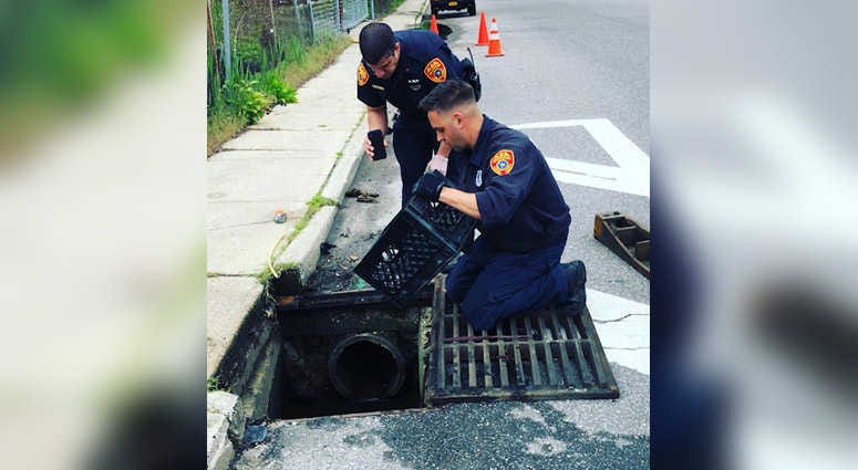 Suffolk County police Officer Joseph Bianco holds a crate, and Officer Steven Damico is holding a cell phone, as they rescue 14 ducklings from a storm drain. Bay Shore Duckling Rescue