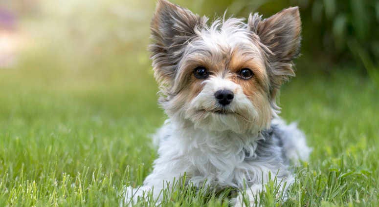 Yorkshire Terrier Yorkshire Terrier