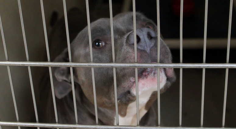 Pitbull Pitbull