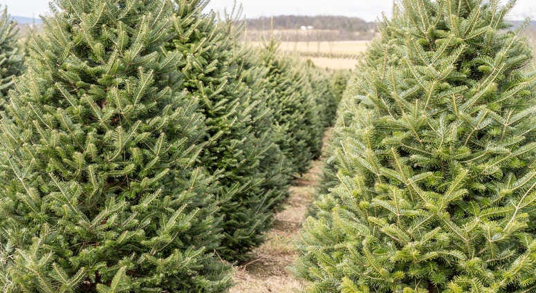 Fraser fir Fraser fir