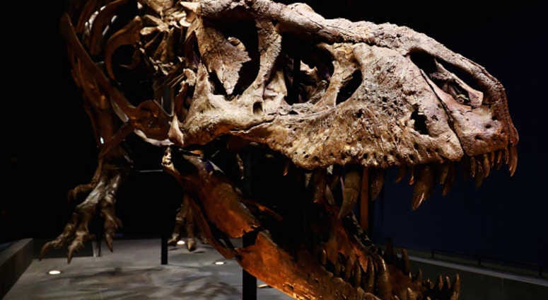 A general view of the skull, jaw, rib cage and teeth of Trix the female T-Rex A general view of the skull, jaw, rib cage and teeth of Trix the female T-Rex