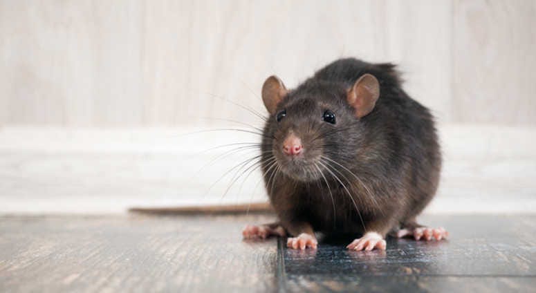 Rat Rat