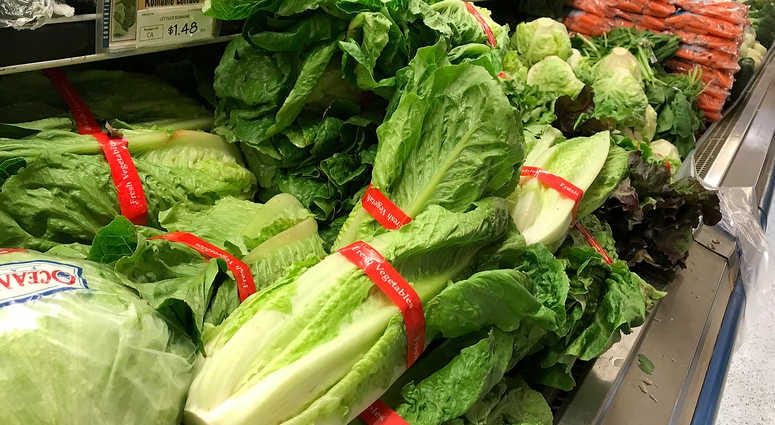 Romaine lettuce Romaine lettuce
