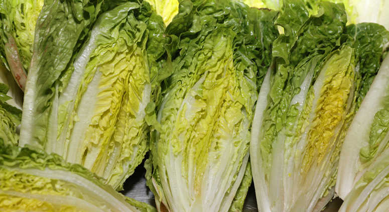 Romaine lettuce