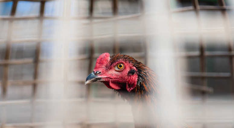 Rooster