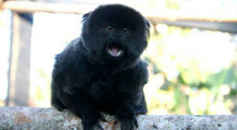 Kali the monkey was stolen from the West Palm Beach Zoo. Kali the monkey, West Palm Beach Zoo