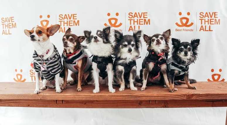 Best Friends Animal Society