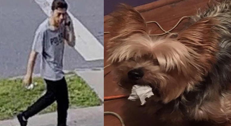 The suspect. Yorkie suspect