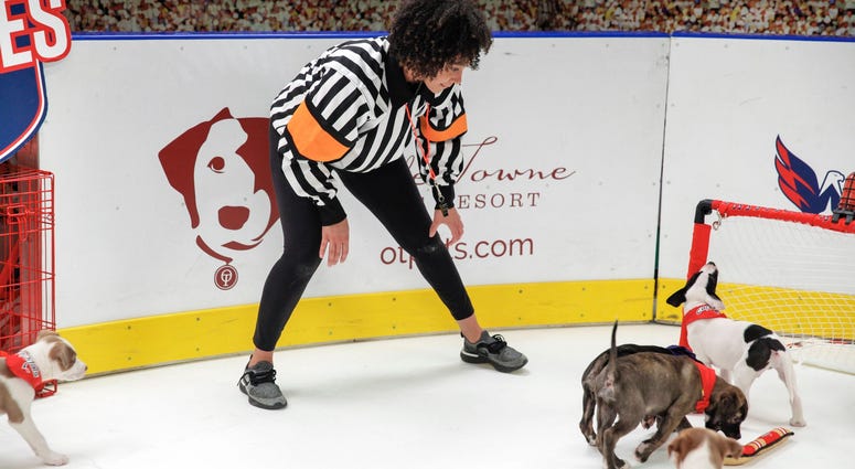 Puck drop! Caps Puppy Playoffs