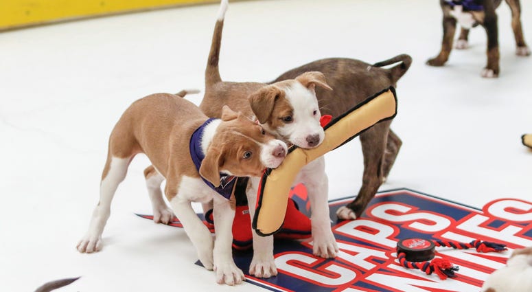 Teamwork is the only way to get it done in the playoffs! Caps Puppy Playoffs