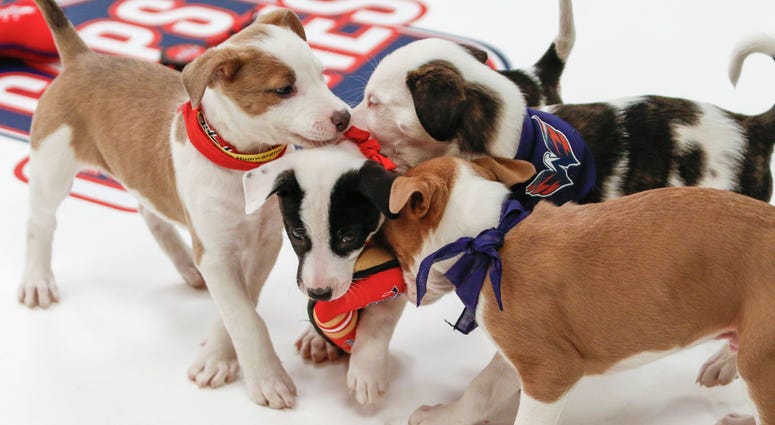 Swarming defense! Caps Puppy Playoffs