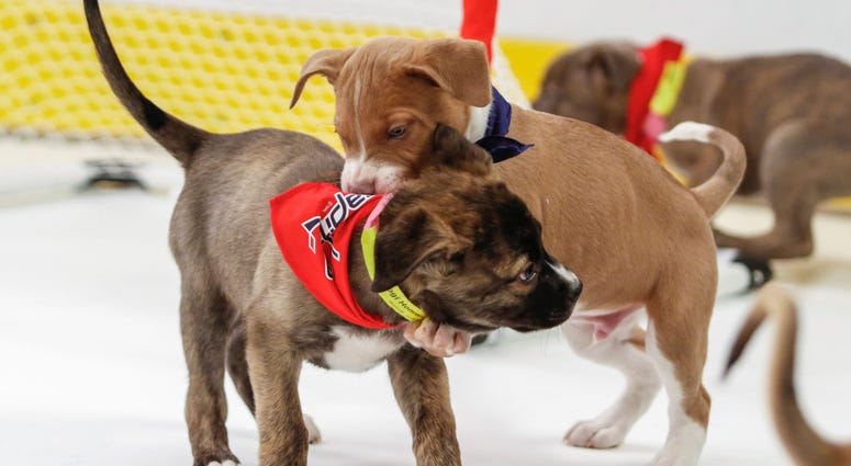 Ferocious defense! Caps Puppy Playoffs
