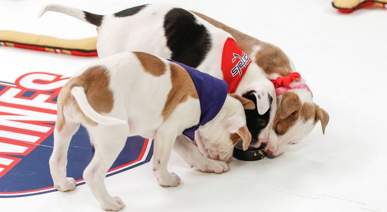 Fight for that puck! Caps Puppy Playoffs